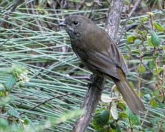 Pachycephala olivacea