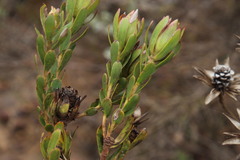 Leucadendron stelligerum