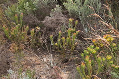 Leucadendron stelligerum