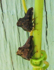 Telamona ampelopsidis