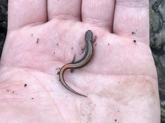 Plethodon websteri