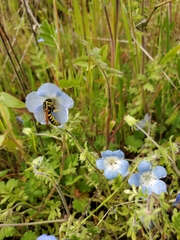 Nemophila menziesii menziesii