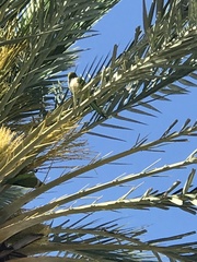 Myiopsitta monachus