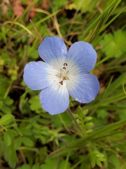 Nemophila menziesii menziesii