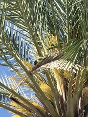Myiopsitta monachus