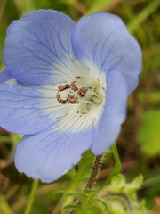 Nemophila menziesii menziesii