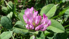 Trifolium pratense