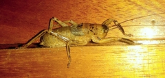 Nesoecia nigrispina