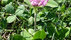 Trifolium pratense