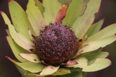 Leucadendron elimense elimense