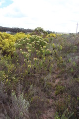 Leucadendron elimense elimense