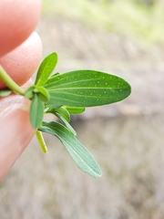 Hypericum perforatum perforatum