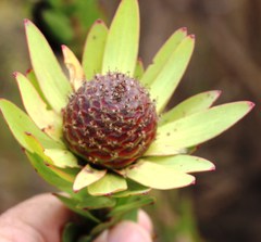 Leucadendron elimense elimense