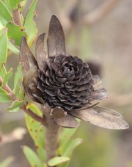 Leucadendron elimense elimense