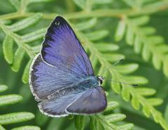 Eirmocides consimilis