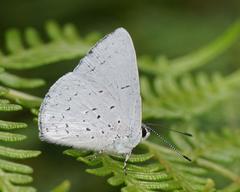 Eirmocides consimilis