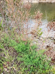 Hypericum perforatum perforatum