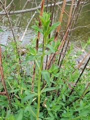 Hypericum perforatum perforatum
