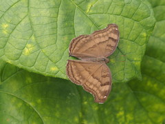 Junonia iphita iphita