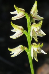 Prasophyllum striatum