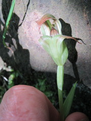 Pterostylis areolata