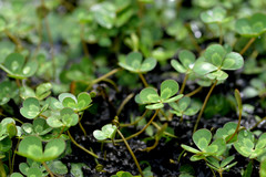 Marsilea mutica
