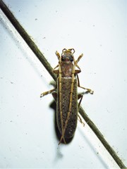 Sparedrus aspersus