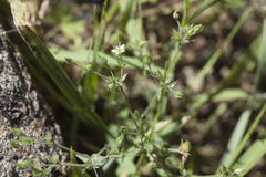 Arenaria leptoclados