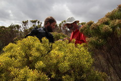 Leucadendron platyspermum
