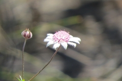 Actinotus forsythii