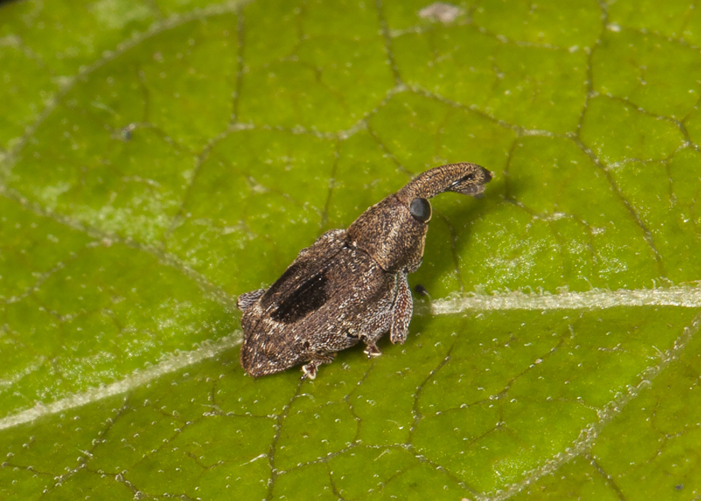 Embates rugosus