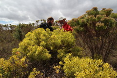 Leucadendron platyspermum