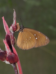 Euploea core amymone