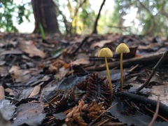 Mycena chusqueophila