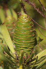 Leucadendron platyspermum