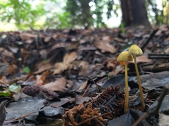 Mycena chusqueophila