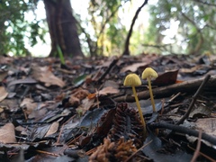 Mycena chusqueophila