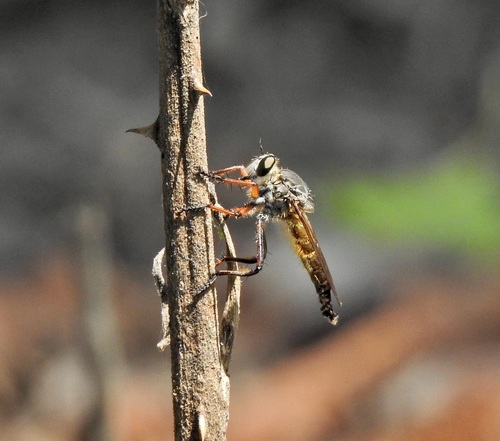 Colepia lanata