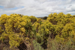 Leucadendron platyspermum