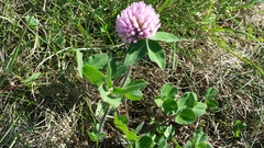 Trifolium pratense