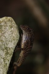 Anolis compressicauda