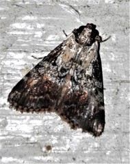 Orthaga rubridiscalis