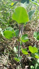 Trifolium pratense