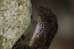 Anolis compressicauda