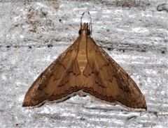 Hyalobathra crenulata