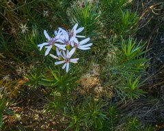 Olearia glutinosa