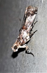 Conobathra hemichlaena