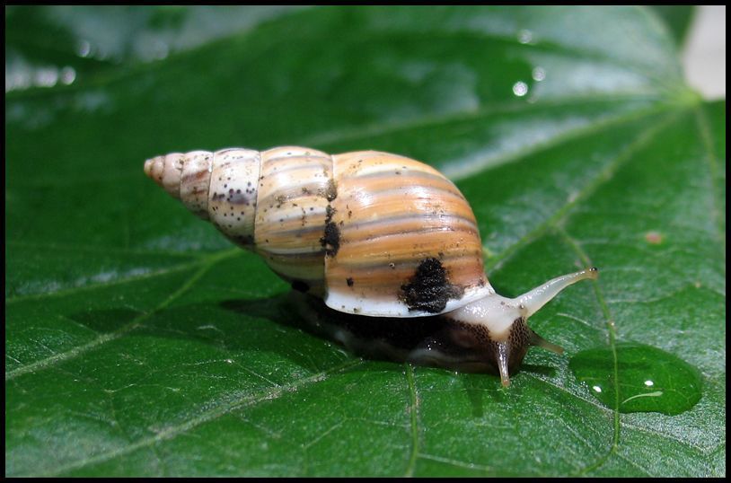 Leiostracus vimineus