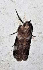 Conobathra hemichlaena