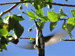 Anthracothorax veraguensis